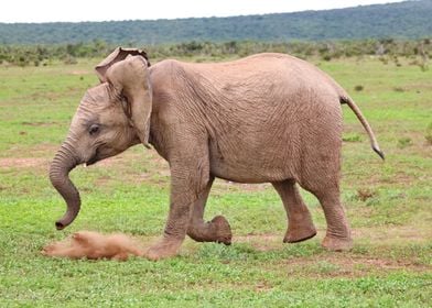 Young Elephant 9668