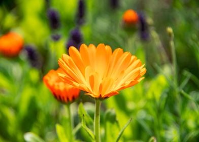 Golden Marigold