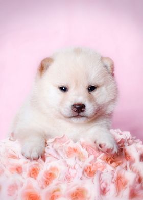 Shiba Inu puppy