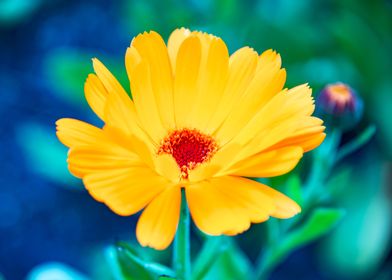 Golden Marigold