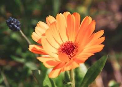 Golden Marigold