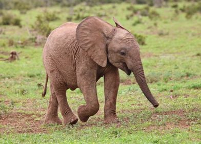 Baby Elephant 245