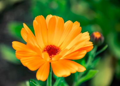 Golden Marigold