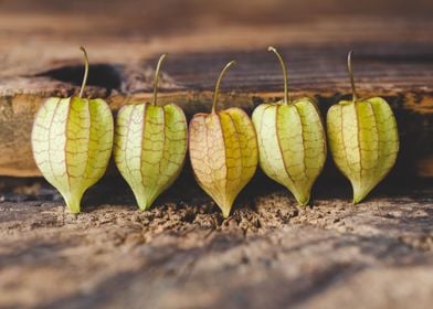 Ground Cherry 