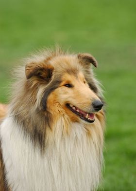 Rough Collie  