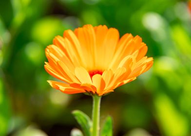 Golden Marigold