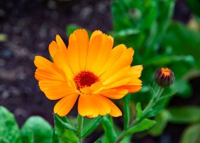 Golden Marigold