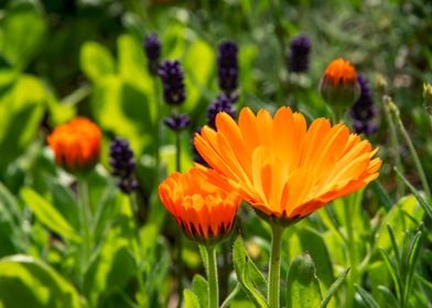 Golden Marigold