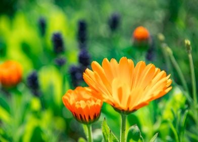 Golden Marigold