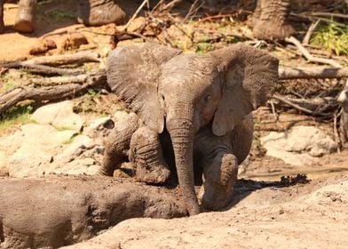 Baby Elephant 2928