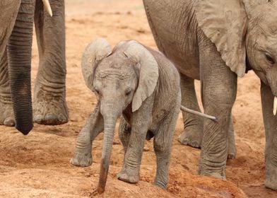 Baby Elephant 9628