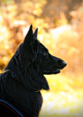 Belgian Shepherd Dog