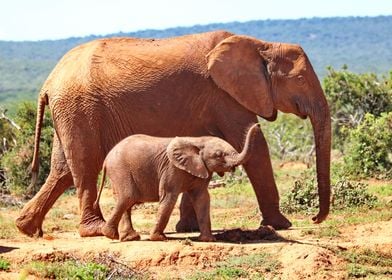 Elephant Mother with Baby 