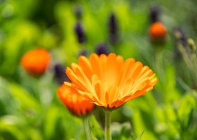 Golden Marigold