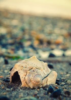 Shell at Bowers Beach