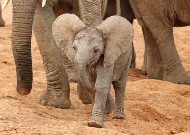 Baby Elephant  9638