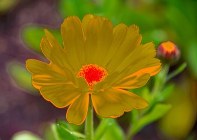 Golden Marigold