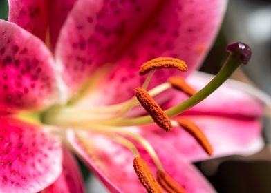 Pink Oriental Lily