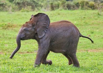 Baby Elephant 586