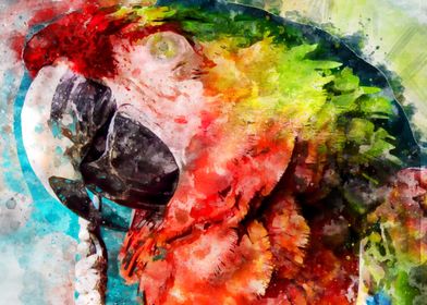 watercolor bird parrot