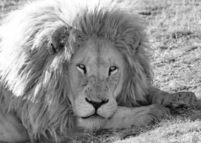 White Lion Male 913  