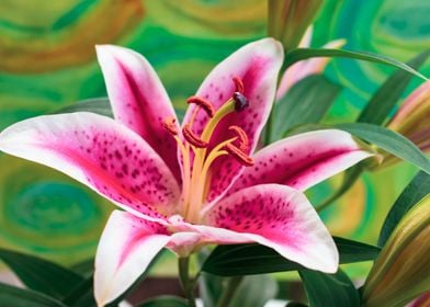 Pink Oriental Lily