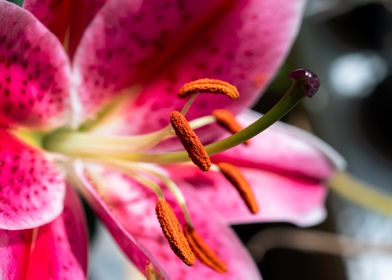 Pink Oriental Lily