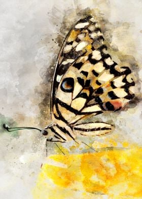 Butterfly watercolor