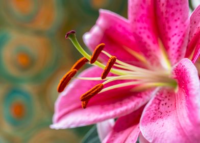 Pink Oriental Lily