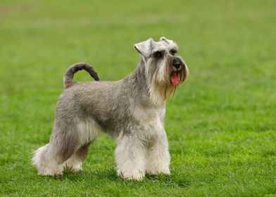 Schnauzer dog