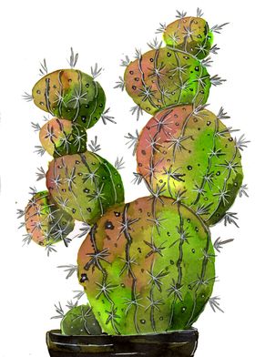 Big Old Stingy Cactus