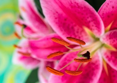 Pink Oriental Lily