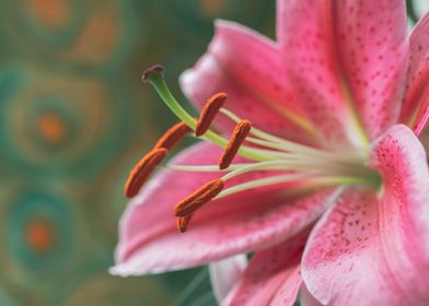 Pink Oriental Lily