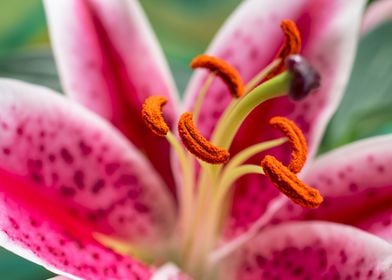 Pink Oriental Lily