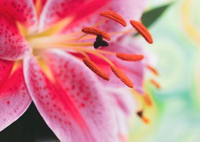 Pink Oriental Lily