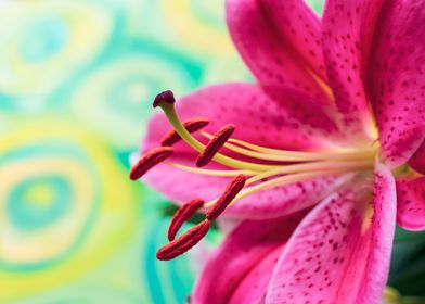 Pink Oriental Lily