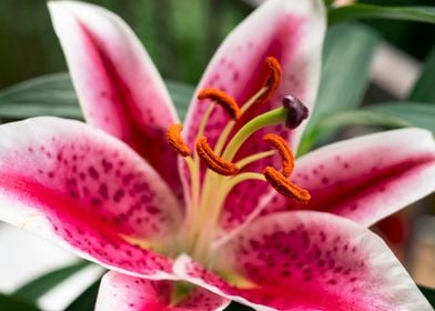 Pink Oriental Lily