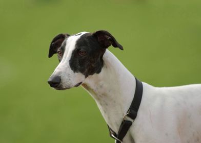 Whippet greyhound