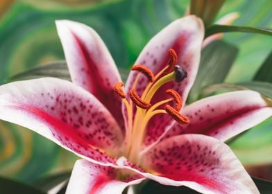 Pink Oriental Lily