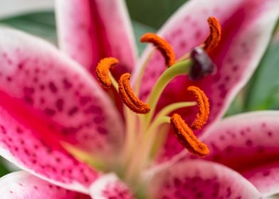 Pink Oriental Lily