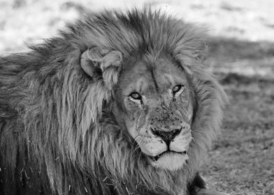 Lion Male 2116