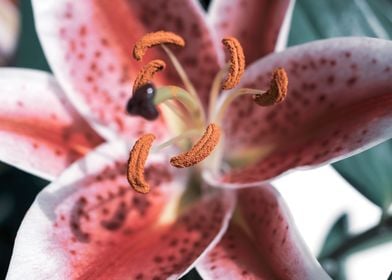 Pink Oriental Lily