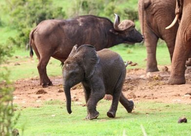 Baby Elephant 583