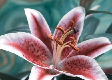 Pink Oriental Lily