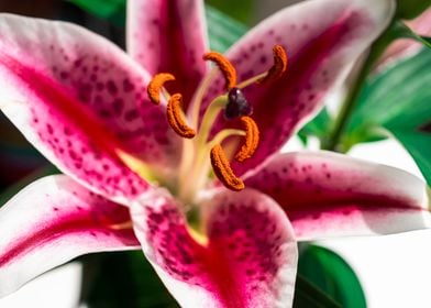 Pink Oriental Lily