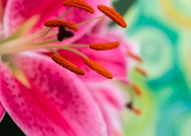 Pink Oriental Lily