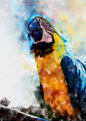 watercolor bird parrot