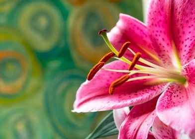 Pink Oriental Lily