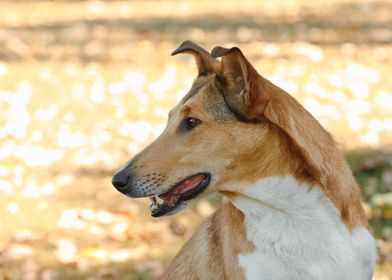 Smooth Collie dog