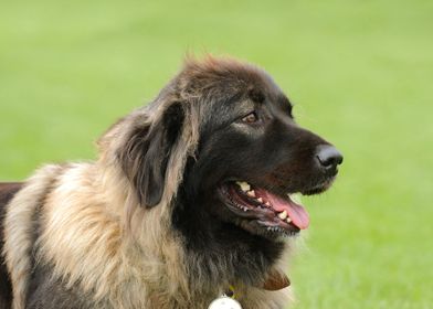 Caucasian Shepherd